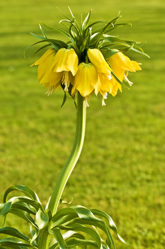 Fritillaire imp&eacute;riale jaune