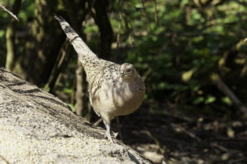 The Elegant Female Common Pheasant
