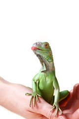 Green iguana