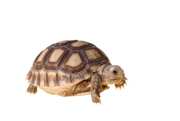 African Spurred Tortoise (Sulcata)