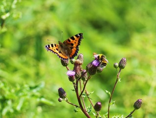 Bunter Schmetterling und eine Hummel auf einer Distel