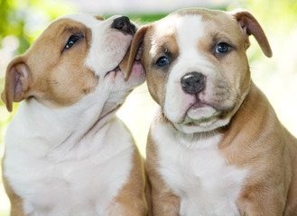 Puppy American Staffordshire Terrier (5 weeks) 