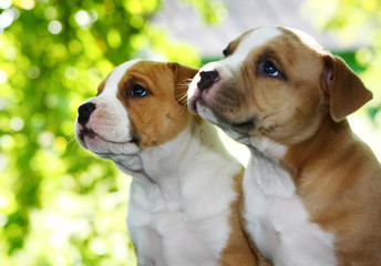 Puppy American Staffordshire Terrier (5 weeks)  - obrazy, fototapety, plakaty