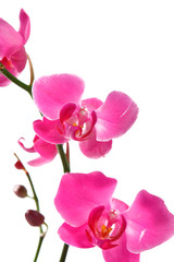 Fototapeta na wymiar Orchid isolated