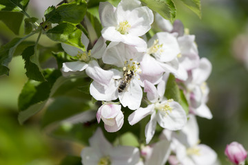 Obraz premium apfelblüte in bad feilnbach