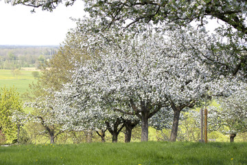 Fototapeta premium frühlingsidylle in oberbayern