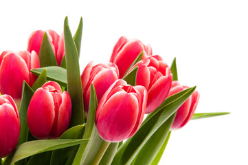 Zweifarbige Tulpen - rot, weiß