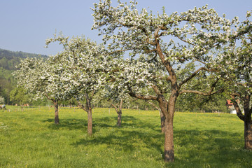 fr&uuml;hling in oberbayern