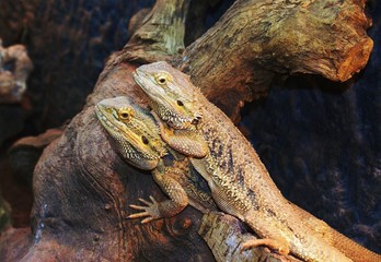 Echsen - Bartagamen auf einem Ast