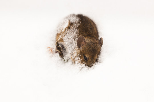 erfrorene Maus
