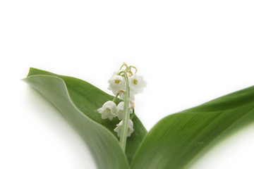 Muguet