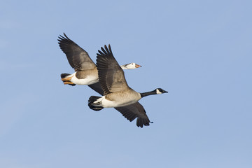 Pair of Geese