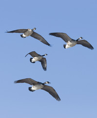 Flying Geese