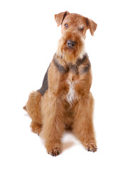 dog Airedale