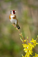 Goldfinch (Carduelis carduelis)