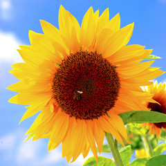Obraz premium Sonnenblume