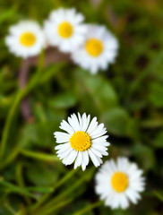 Obraz premium Daisies