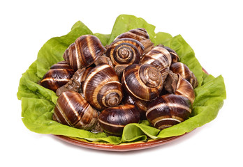 snails as gourmet food green leaf