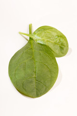 Fototapeta premium fresh spinach