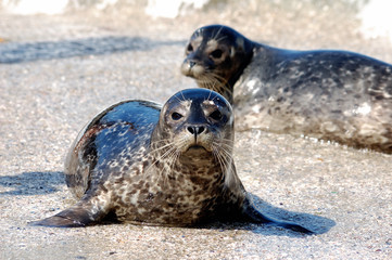 Wallpaper  Animals  photo  picture  animals Navy seals PAIR water
