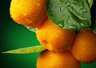 Mandarins branch with water drops on dark green background