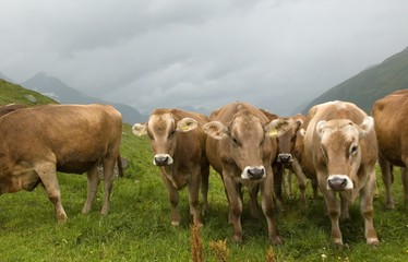 Swiss milk cows