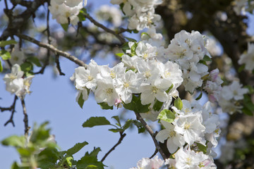 apfelblüte