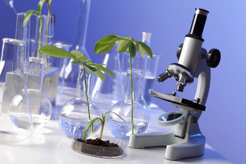 Green plants in biology laborotary