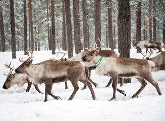 reindeer
