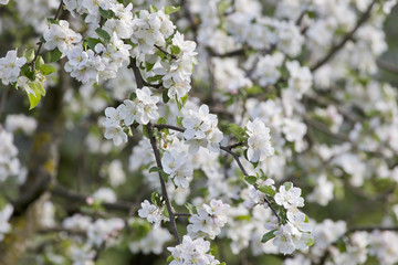 frühlingsidylle