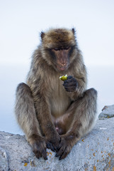 Gibraltar Monkey or 