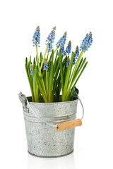 Bucket Blue Grape hyacinths