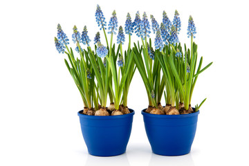 Blue Grape Hyacinths