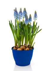 Blue Grape Hyacinths