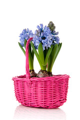 Blue Hyacinths in pink basket