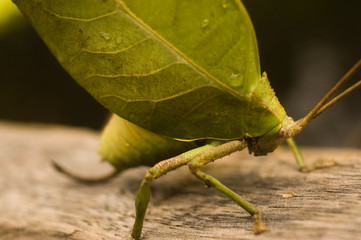 LEAF-MIMICKING KATYDID