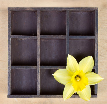 Single daffodile in printers box