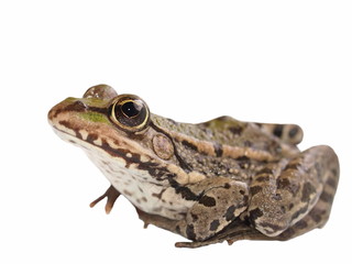Marsh Frog isolated on white background