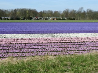 A field with colourful flowering yacinth bulbs