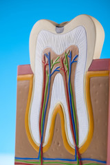 Tooth