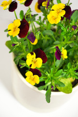 pansy flower
