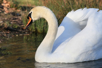 Fototapeta premium Schwan-4536b1