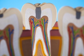 Anatomy of the tooth
