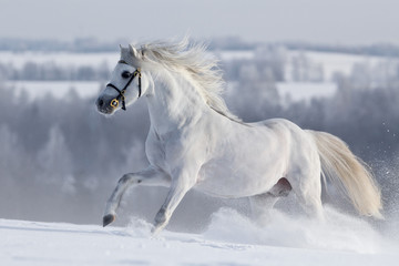 Fototapeta na wymiar Biały koń galopuje w dziedzinie