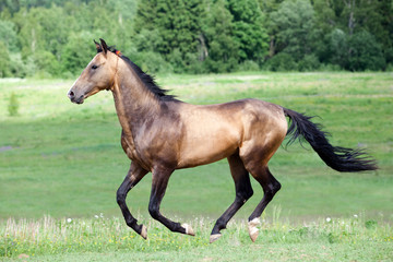 Ahal-Teke horse gallops in field