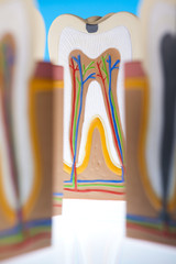 Tooth