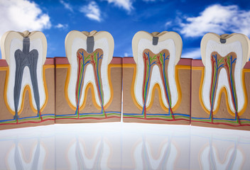 Human tooth structure