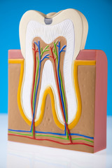 Tooth