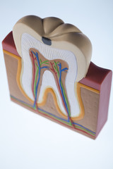 Tooth