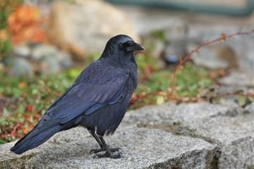 Crow